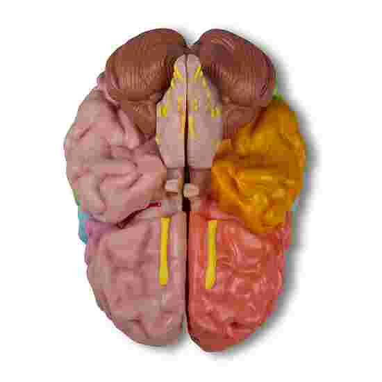 Erler Zimmer Anatomisch model &quot;Hersenen&quot;