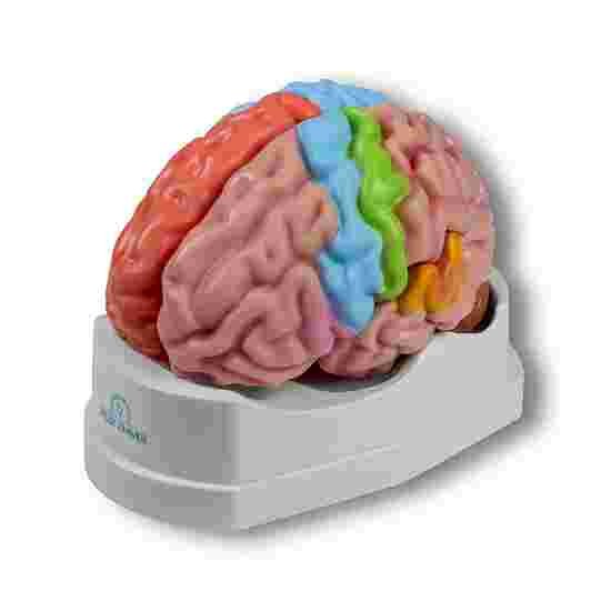 Erler Zimmer Anatomisch model &quot;Hersenen&quot;
