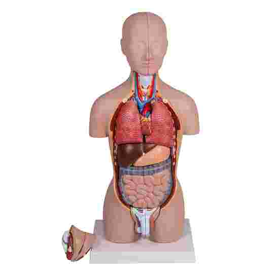 Erler Zimmer Anatomisch model &quot;Miniatur-Torso&quot;