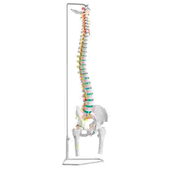 Erler Zimmer Skeletmodel &quot;Flexibele wervelkolom&quot; Met bekken- en dijbeenstompen