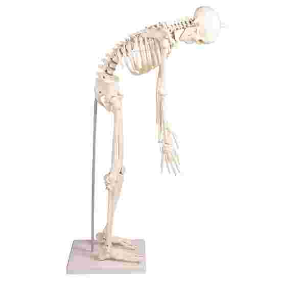 Erler Zimmer Skeletmodel &quot;Miniatur-Skelett Paul mit beweglicher Wirbelsäule&quot;
