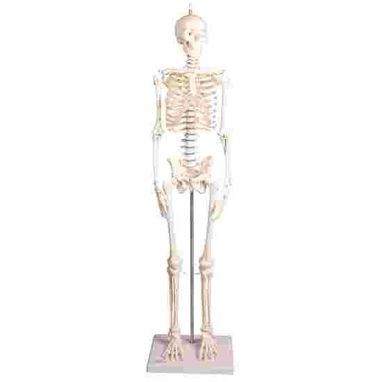 Erler Zimmer Skeletmodel &quot;Miniatur-Skelett Paul mit beweglicher Wirbelsäule&quot;