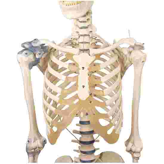 Erler Zimmer Skeletmodel &quot;Skelett Otto mit Bandapparat&quot;