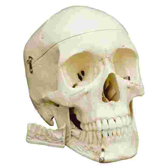 Modèle anatomique « Crâne 4 pièces – standard »