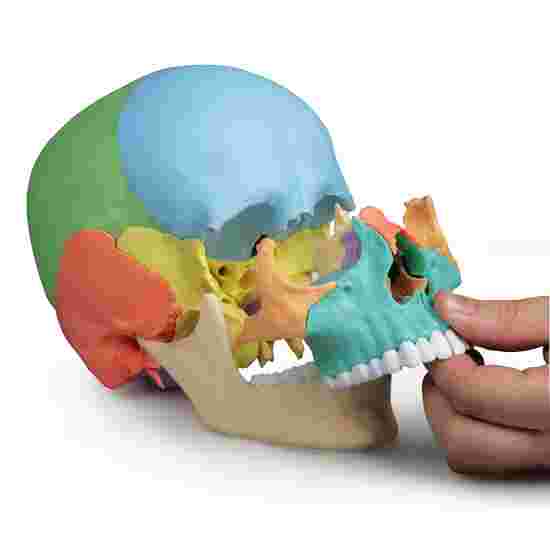 Squelette Erler Zimmer « Osteopathie-Schädelmodell », 22-teilig