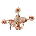 Skeletmodel "Super-Skelett"