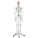 Erler Zimmer Skeletmodel "Schoolskelet "Oscar"