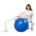 Erler Zimmer Skeletmodel "Skelet Hugo", beweegbaar