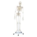 Erler Zimmer Skeletmodel "Skelet Hugo", beweegbaar