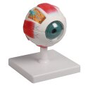 Erler Zimmer Anatomisch model "Auge"