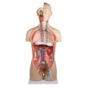 Erler Zimmer Anatomisch model "Torso met open rug"