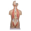 Erler Zimmer Anatomisch model "Torso met open rug"