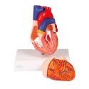 Erler Zimmer Anatomisch model "Herz"