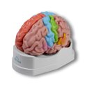Erler Zimmer Anatomisch model "Hersenen"