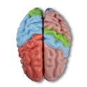 Erler Zimmer Anatomisch model "Hersenen"