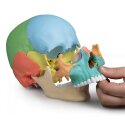 Erler Zimmer Crâne d’ostéopathie, 22 pièces