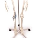 Erler Zimmer Skeletmodel "Skelett Otto mit Bandapparat"