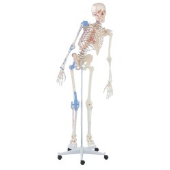 Erler Zimmer Skeletmodel "Schulskelett Max", beweglich
