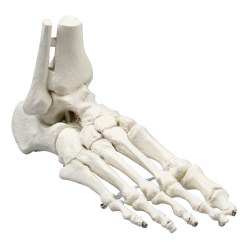  Squelette Erler Zimmer « Fußskelett »