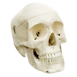  Crâne 4 pièces – standard / modèle anatomique
