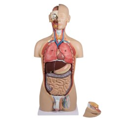  Erler Zimmer Modèle anatomique « Torse avec dos ouvert »