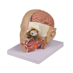  Modèle anatomique Erler Zimmer « Kopf »