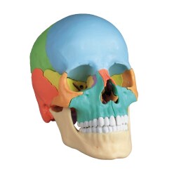  Erler Zimmer Crâne d’ostéopathie, 22 pièces