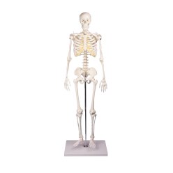  Squelette Erler Zimmer « Miniatur-Skelett Tom »